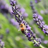 Abeille