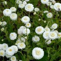 Camomille romaine lot de 3 la plante