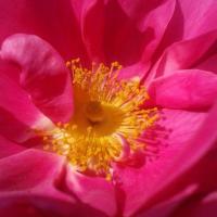Rose provins photo 1