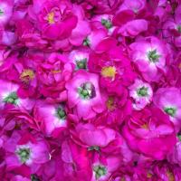 Thumbnail img 1240